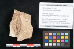 Foto (Objekt + Etikett) von Xylomites zizyphi Ettingshausen (NHMW-GEO-2024-0188-8201)